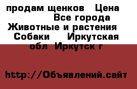 продам щенков › Цена ­ 15 000 - Все города Животные и растения » Собаки   . Иркутская обл.,Иркутск г.